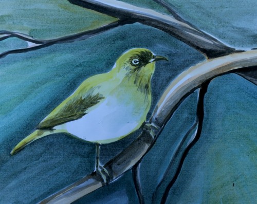 Bird