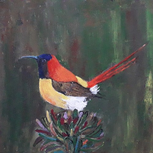 Fire-Tailed Sunbird