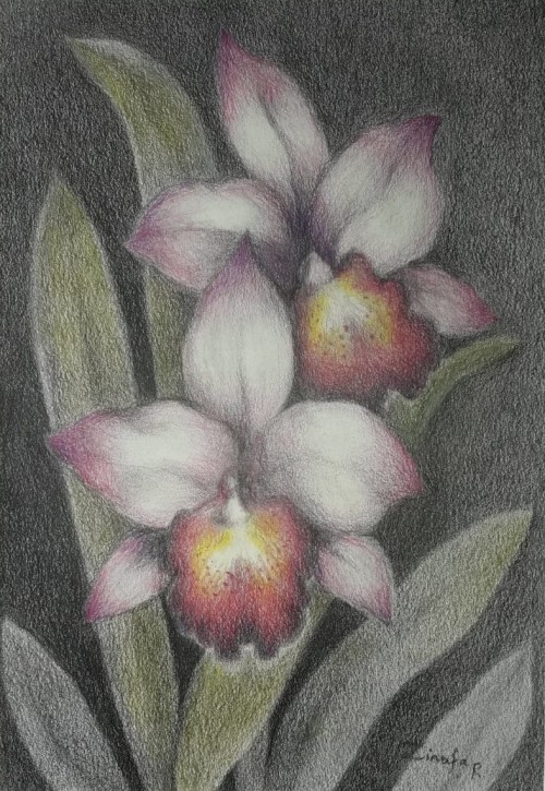 Orchid