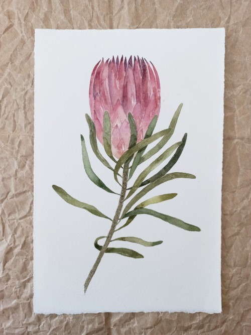 Protea