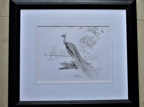 The Peacock