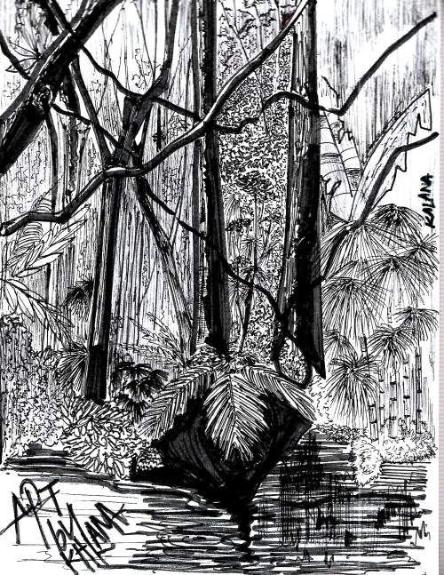 Rain Forest