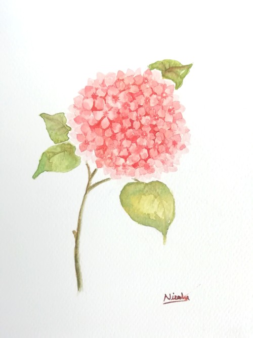 Hydrangeas
