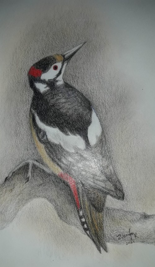 Great Spotted Woodpecker