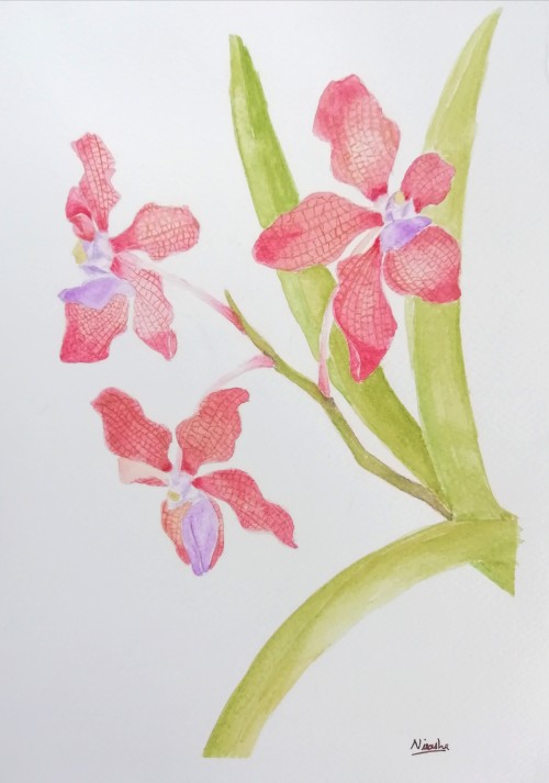 Orchids