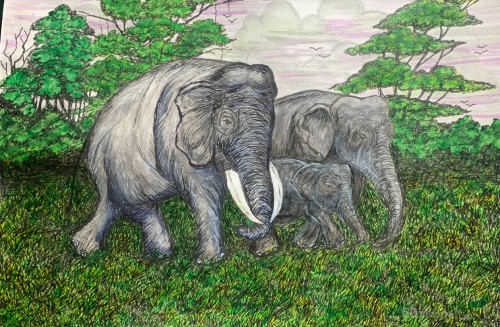 Srilanka Wild Life