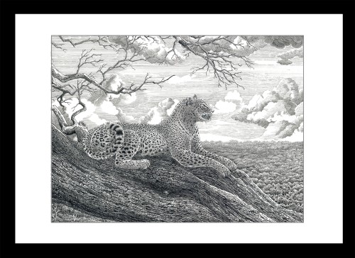 Leopard