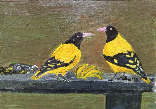 The Black-Hooded Oriole