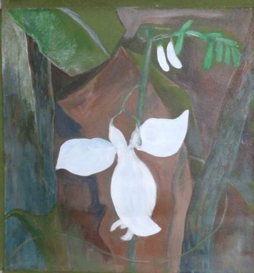 Katurumurunga Flower