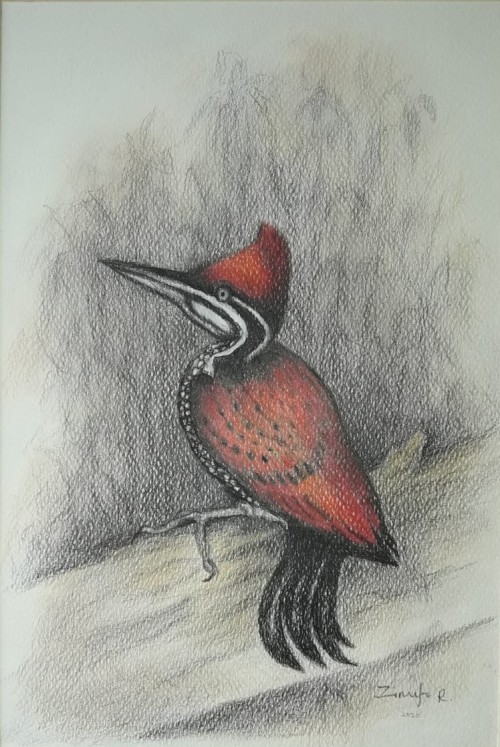 Crimson Backed Woodpecker