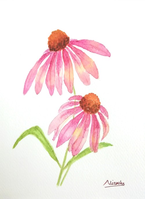 Coneflowers