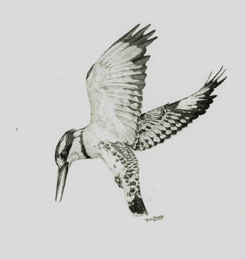 Pied Kingfisher