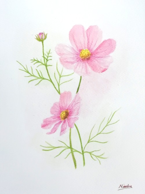 Pink Cosmos