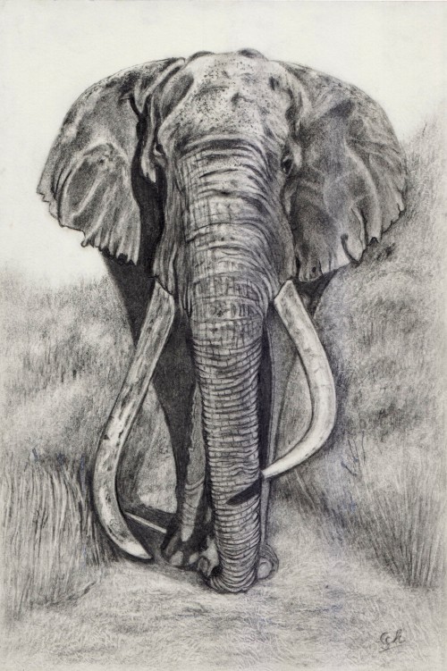 The African Elephant 'Tim'