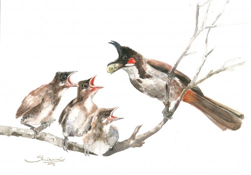 Birds 5