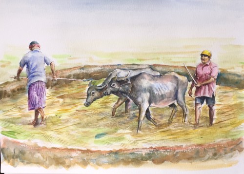 Paddy Field