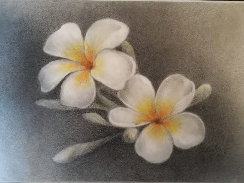 White Frangipani