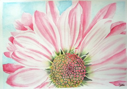 Gerbera