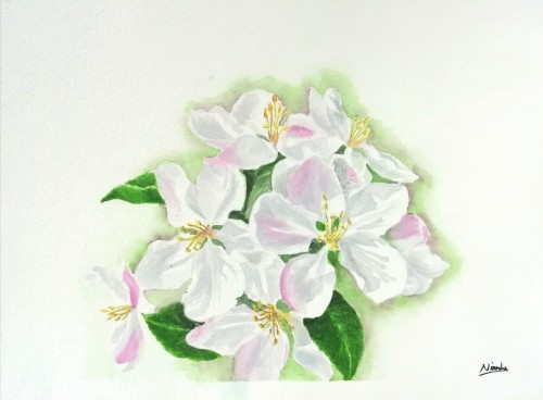 Cherry Blossoms