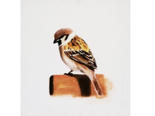 House Sparrow
