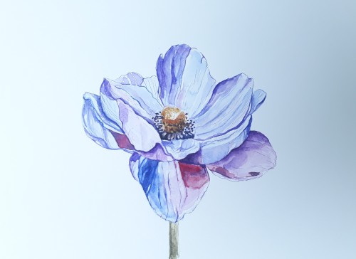 Lotus Flower