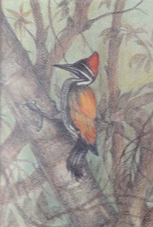 Golden Backed Woodpecker