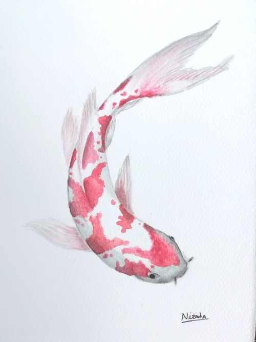 Koi Carp