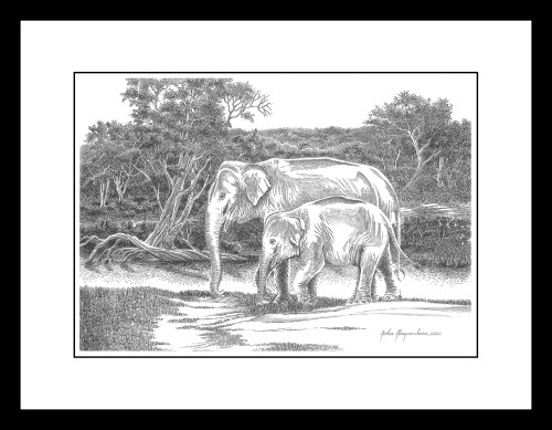 Mother And Calf Taking A Walk