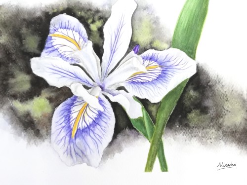 White Iris