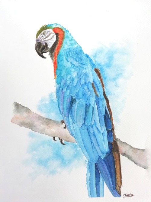 Blue Macaw
