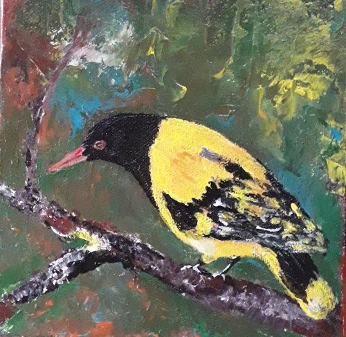 Black Headed Oriole
