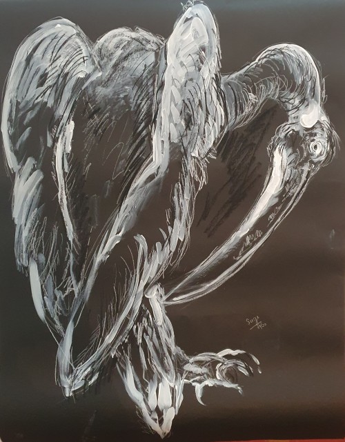 Rosy Pelican