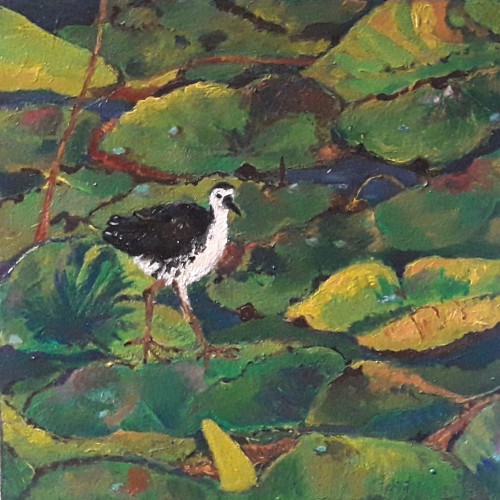 White Breasted Water Hen