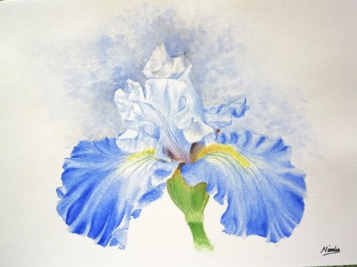 Blue Iris