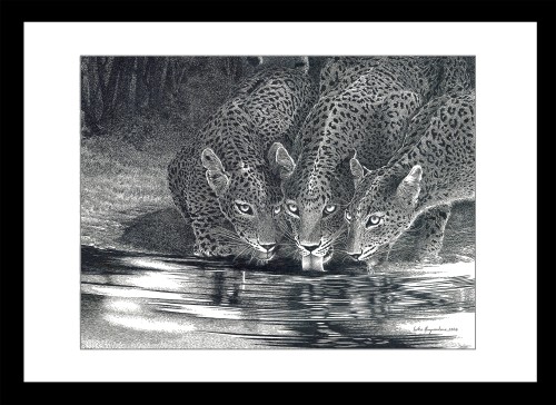 Leopards At Night