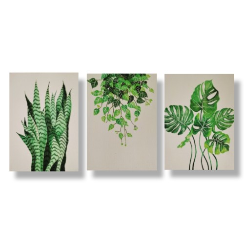 Snake Plants