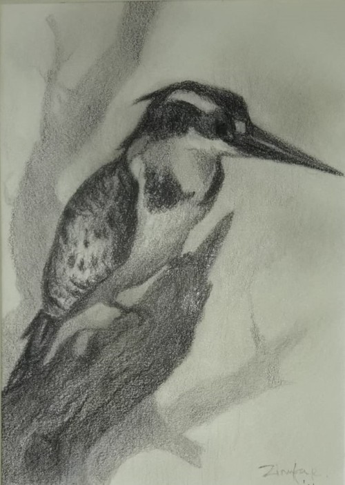 Pied Kingfisher