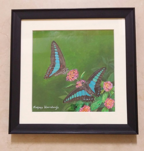 Common Blue Bottle - Butterfly