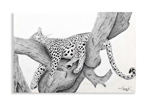 The Sri Lankan Leopard