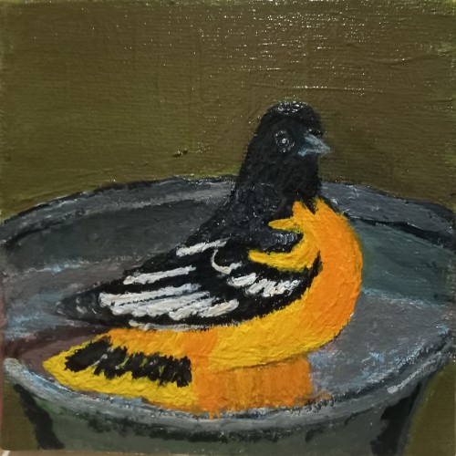 The Black-Hooded Oriole-Bathtime