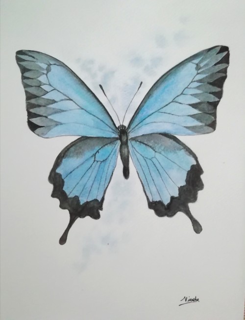 Butterfly