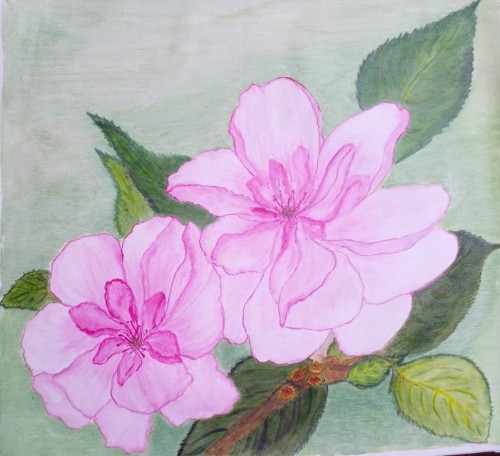 Pair Of Pink Blossoms