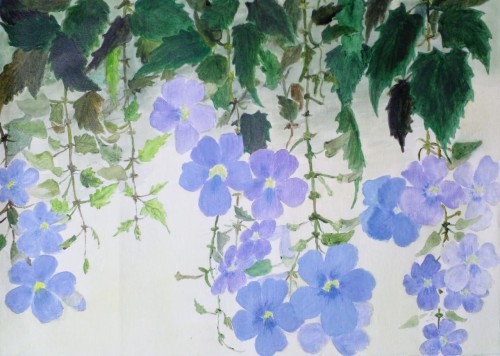 Thunbergia Blooms