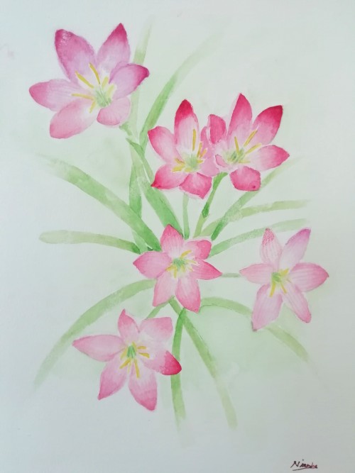 Rain Lilies
