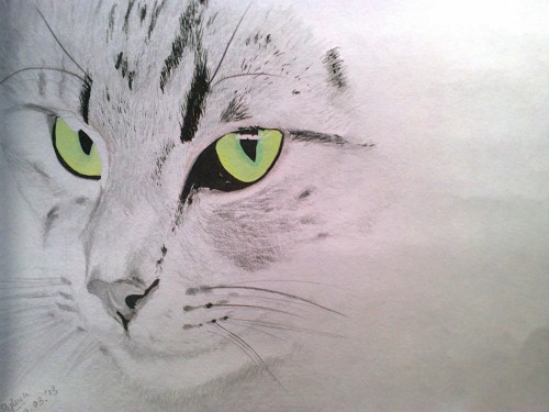 Felis Sylvestris