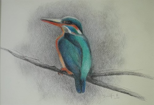 Common Kingfisher