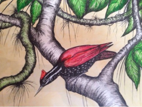 Birds Of Srilanka