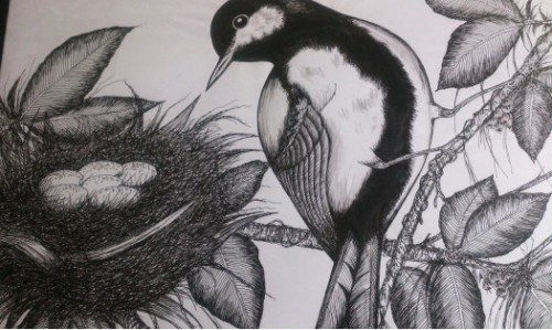 Birds Of Srilanka