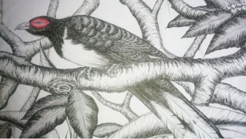 Birds Of Srilanka