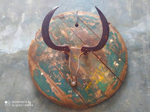 Bull Head